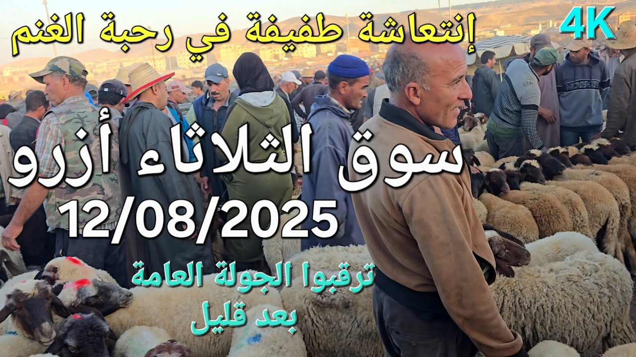 أثمنة الغنم والماعز سوق الثلاثاء أزرو اليوم 12/08/2025