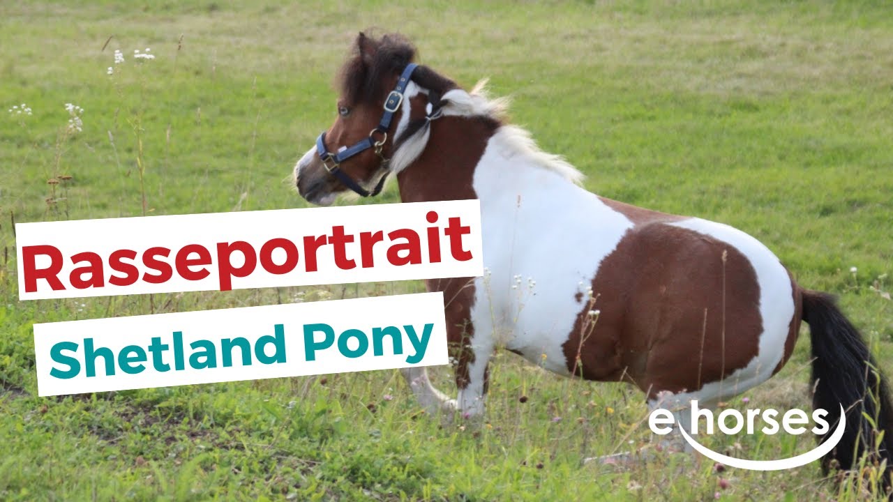 Das Shetland Pony im Rasseportrait