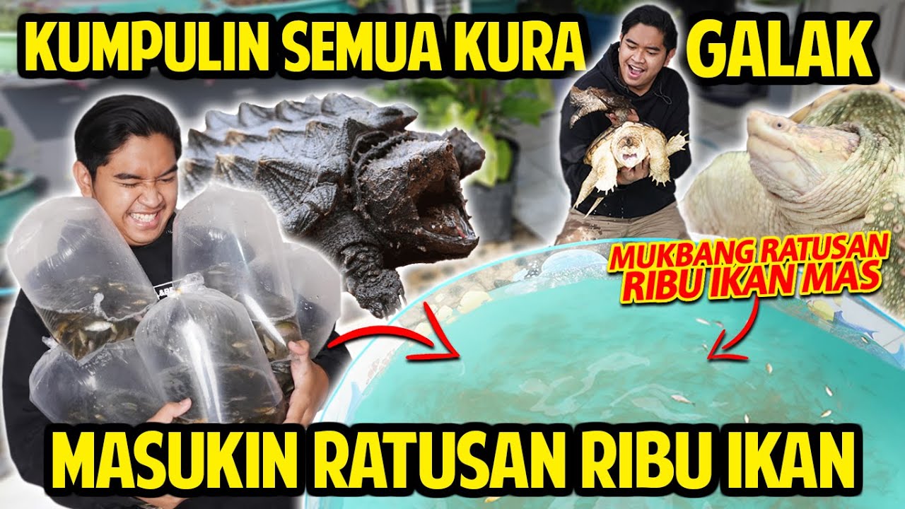 KUMPULIN SEMUA KURA GALAK KE KOLAM INI! MASUKIN RATUSAN RIBU IKAN! KURA PREDATOR BERANTEM GAK YA?!