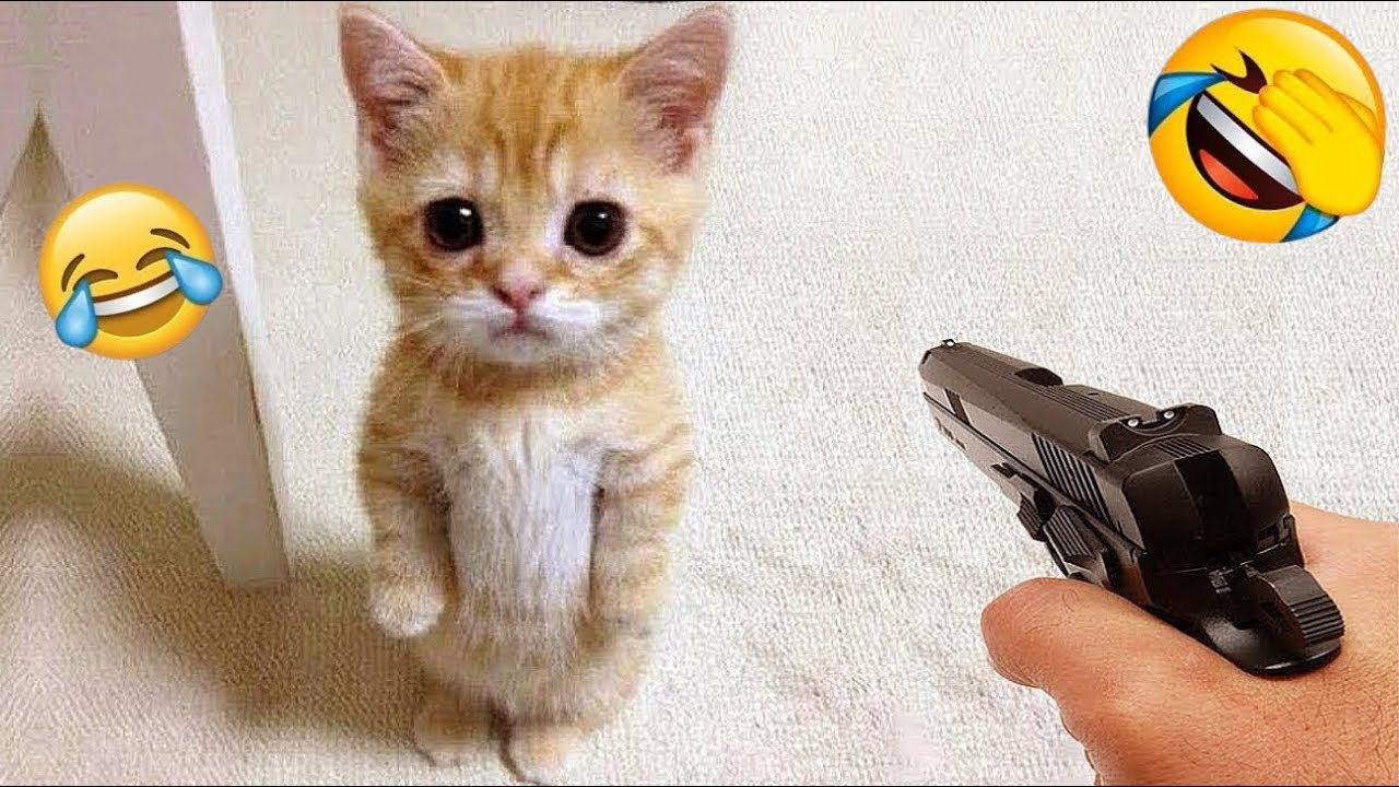 Funniest Cats and Dogs Clips 2025😼🐶Try Not To Laugh😜 Part 14