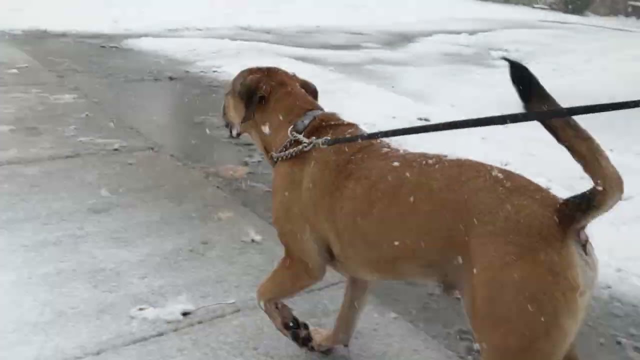 🥇First snowfall 🌨️❄️of the year🇨🇦 Cambridge Ontario Canada 🇨🇦