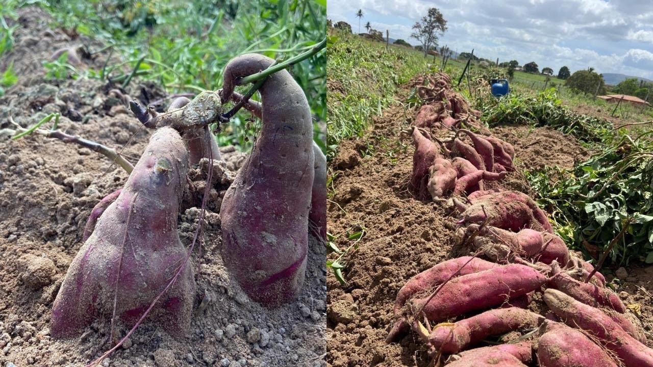 COLHEITA DA BATATA DOCE ROXA QUE NÃO ARRANHA 🍠