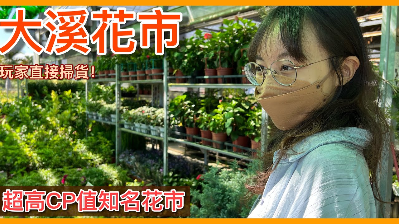 萬眾矚目的「大溪花市」有超多寶藏！目睹高CP值的鹿角蕨果然被內行人當場掃空！【花市旅行】