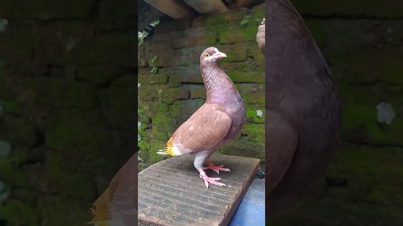 JAMU KEKET GIRING CARA MERPATI GIRING KERAS CARA MENGGIRINGKAN MERPATI JAPATI DARA KEKET