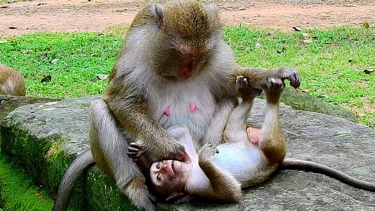 The baby monkey smart holding hands the mother monkey reject milk.