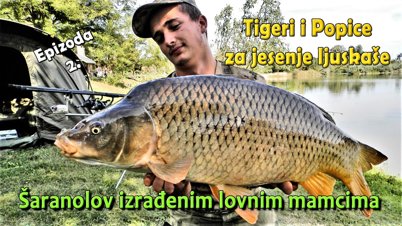 KAKO odabrati NAJBOLJI MAMC za ŠARANE? Tiger Nuts i Pop Up E-2/3 / VSP Igor Pavičić