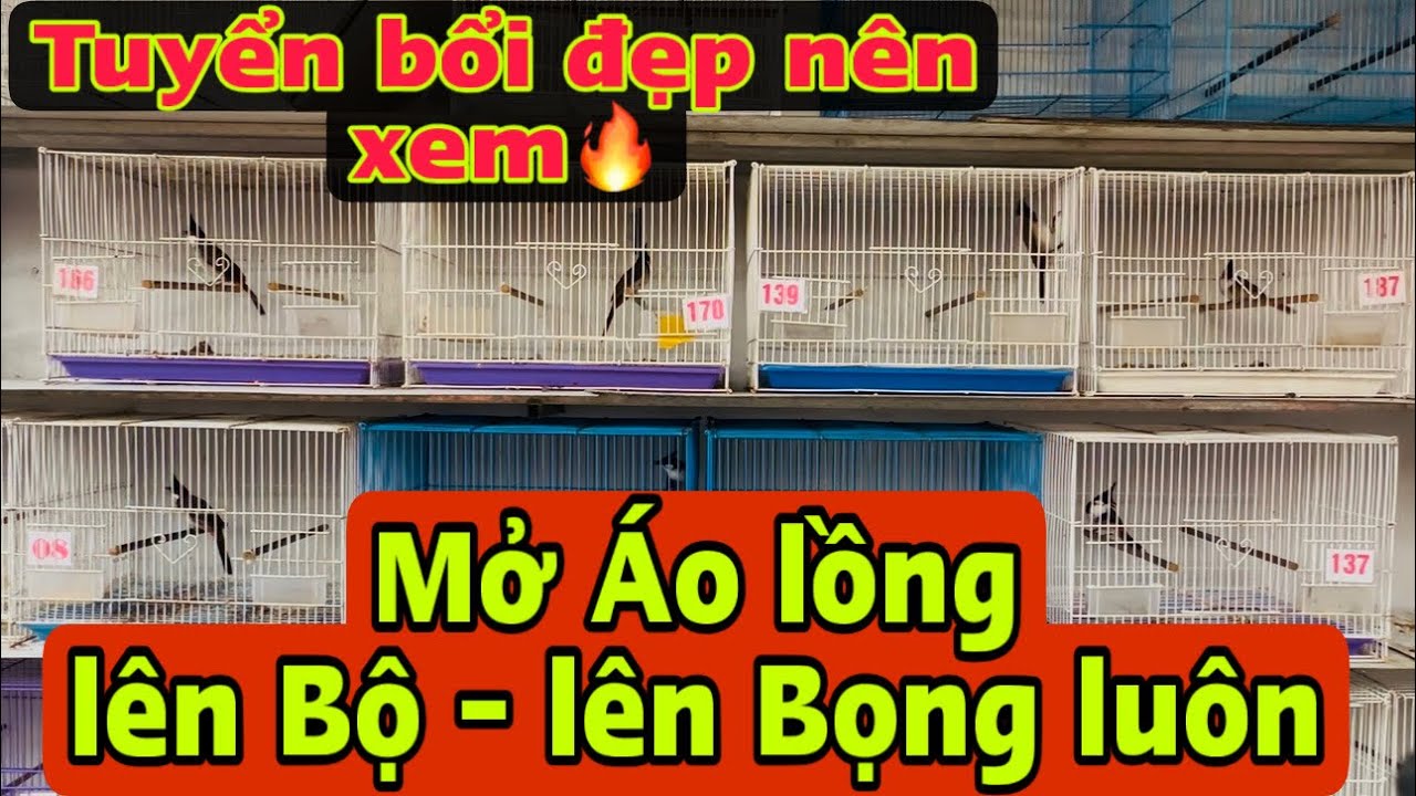 30-1 Bổi Tố chất - lên phách -sổ Bọng .nhanh tay chọn nha các anh❤️❤️