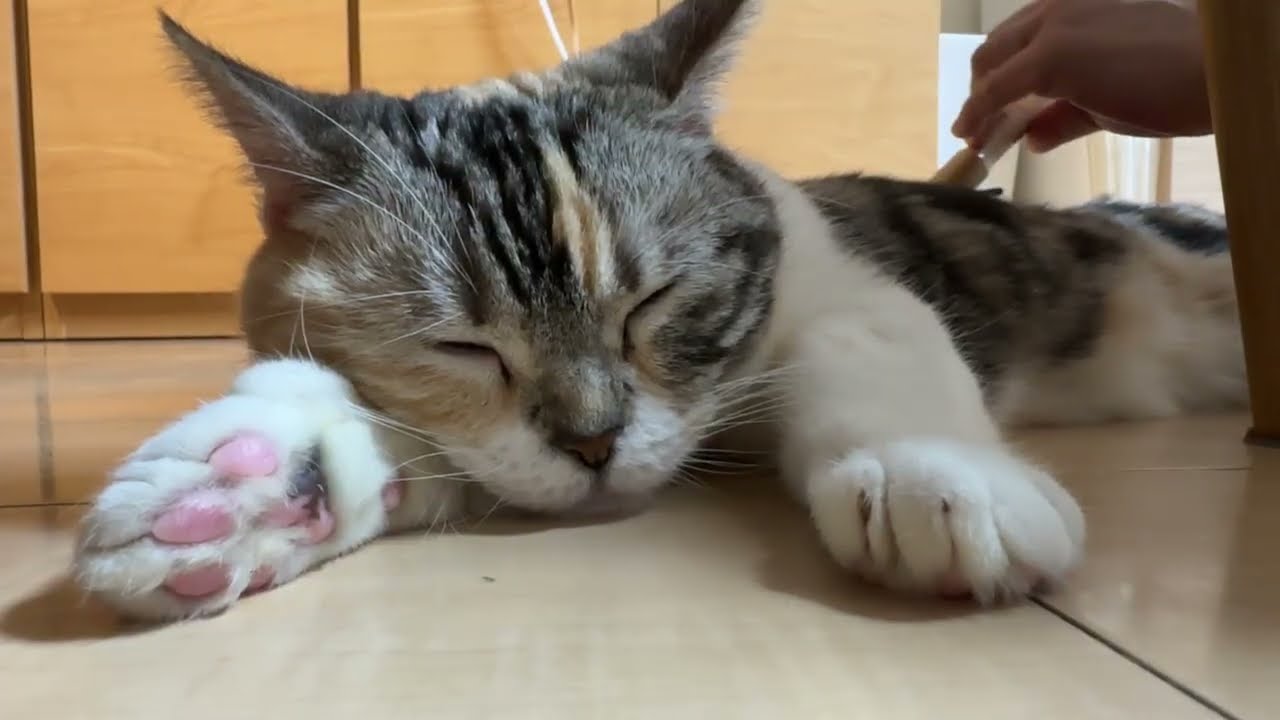 [ツイキャス] 本日はエステ配信です。 / うめ定点配信 (2026.03.01) #三毛猫スコティッシュのうめちゃ #エステのうめちゃ