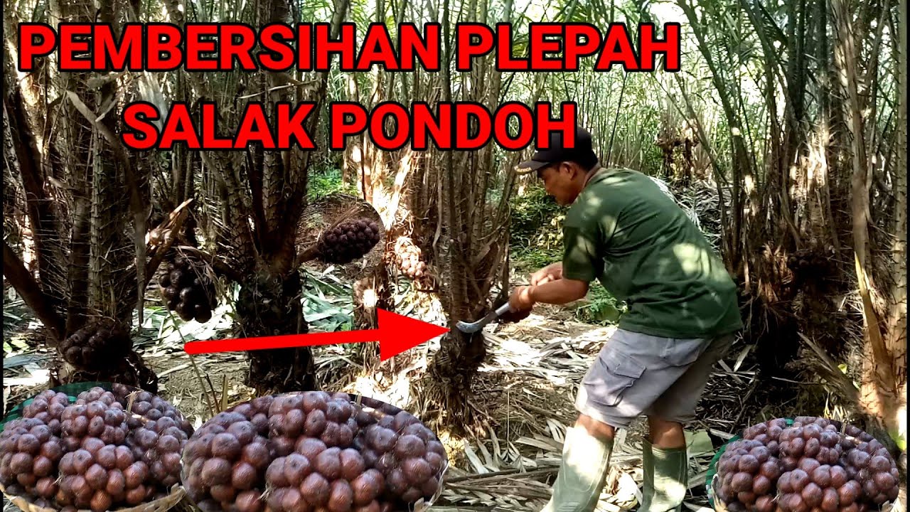 Tutorial perawatan kebun salak pondoh.