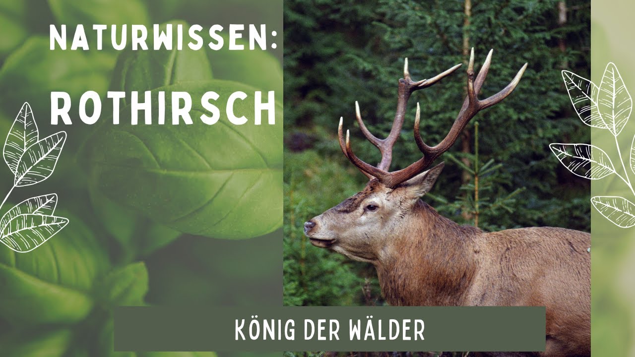 Naturwissen: Begegne der Kraft des Rothirsches!