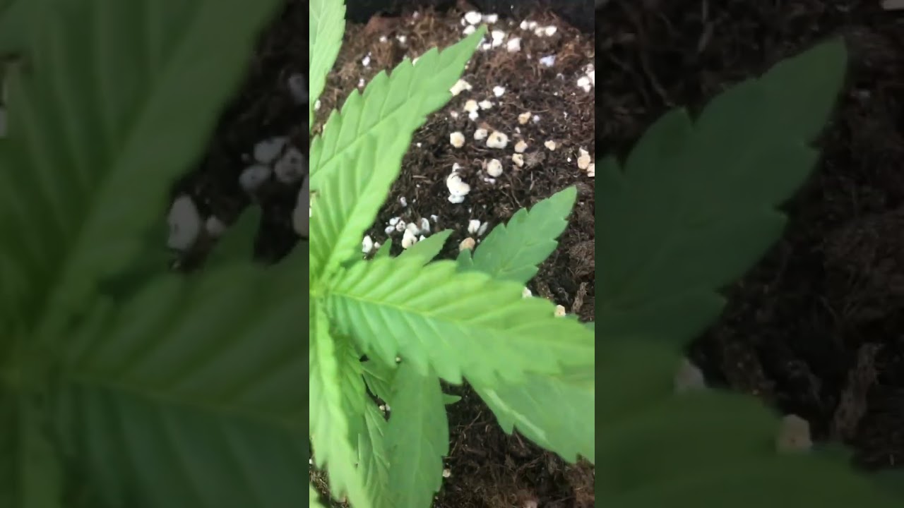 20 день растениям марихуаны на террасе, есть проблемы #weed #growing #outdoor #organic #pot #raw