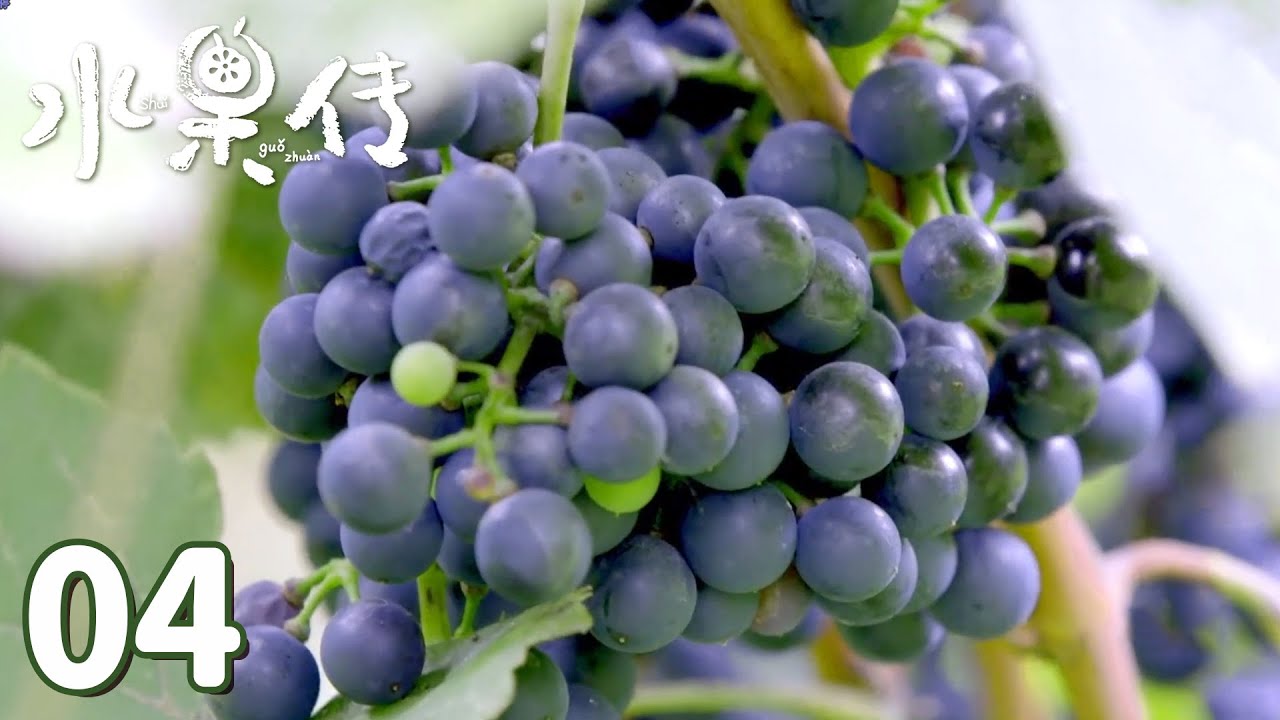 【水果传】第4集：旅行&mdash;&mdash;水果的三十六计，令它们展开奇妙旅程 | Legend of Fruit | 腾讯视频 - 纪录片