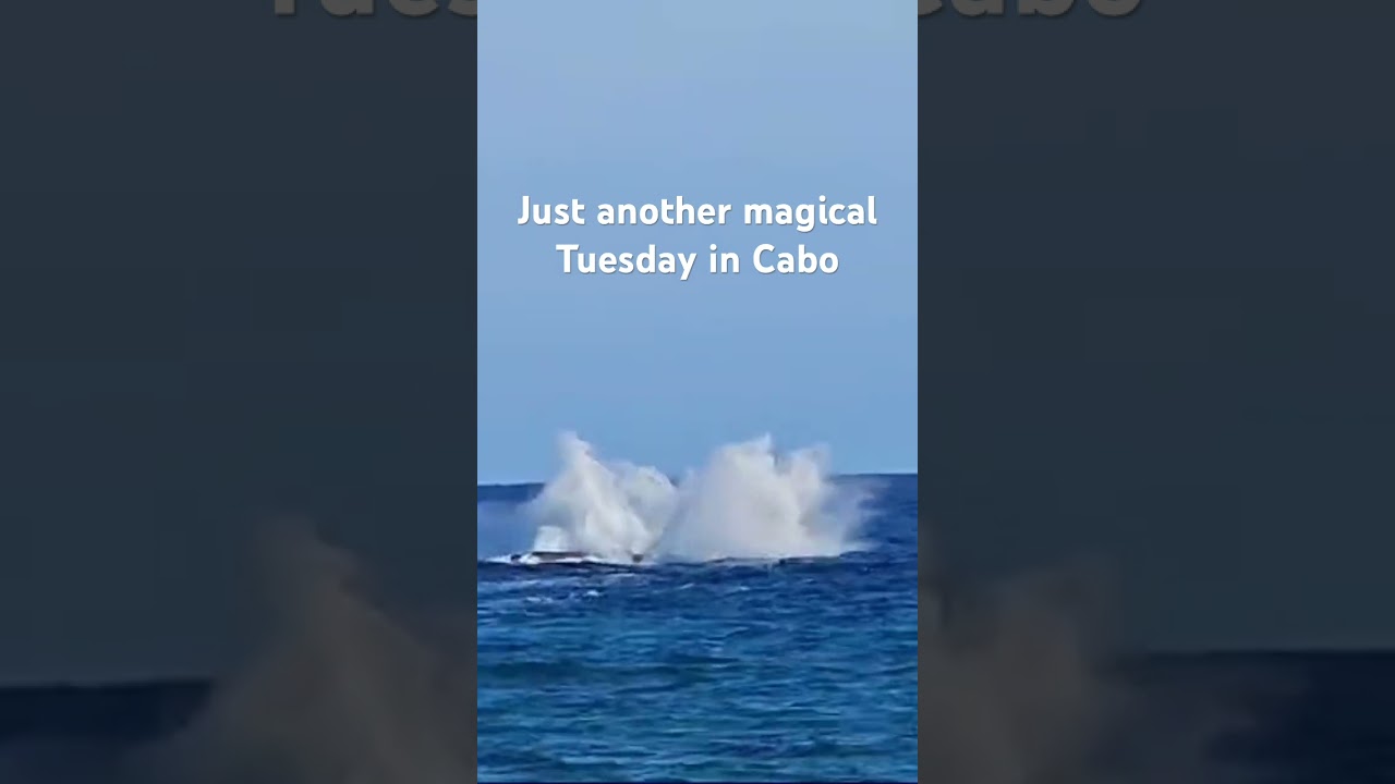 Whale views from shore!  #cabolife  #shorts  #whalewatch