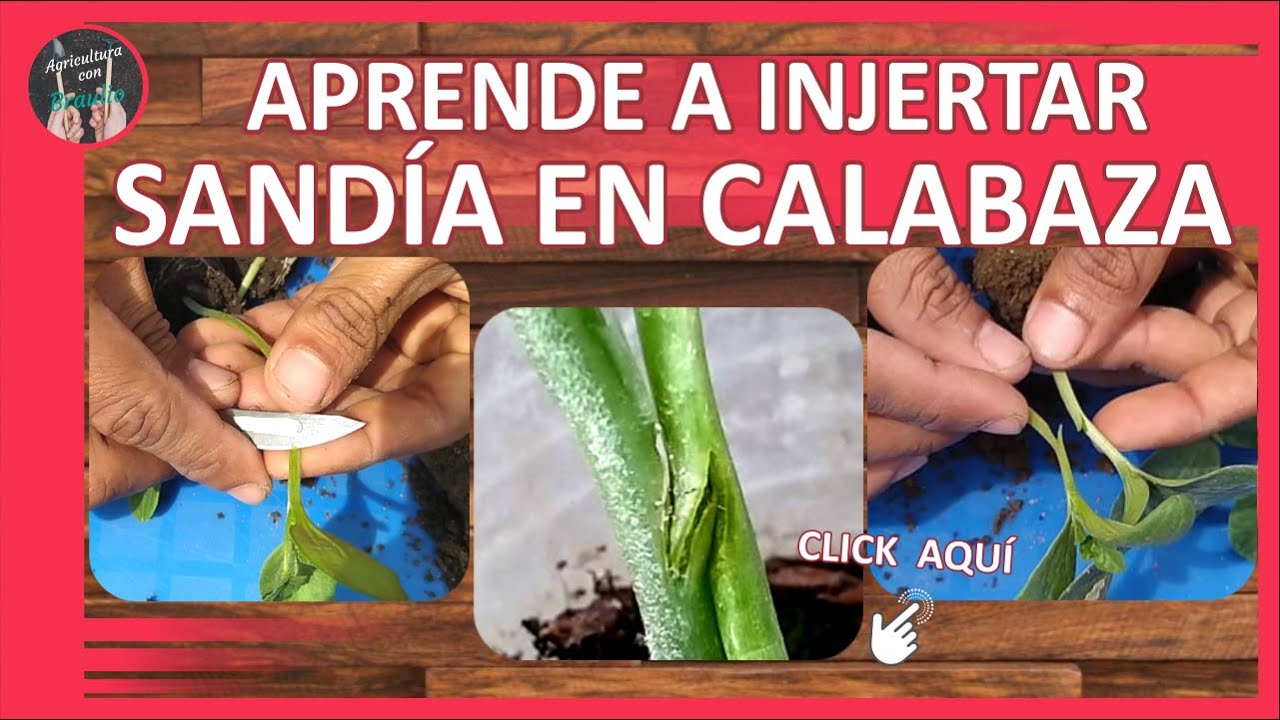 🍉🍉Como hacer un INJERTO de SANDÍA en Calabaza Metodo facil efectivo injertar sandia y calabaza🌱🍉2021