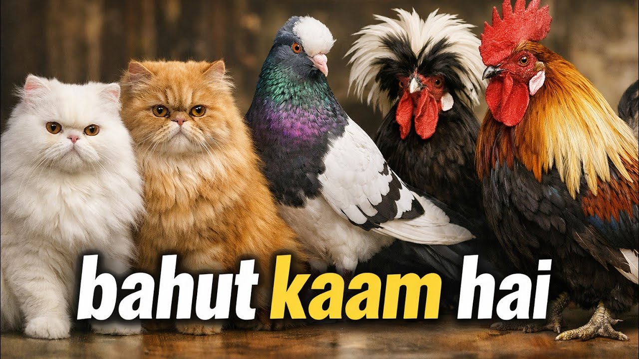 लखनऊ की सबसे सस्ती pets & birds market| नींबू पार्क बाजार | company bhag lucknow bird market 2026