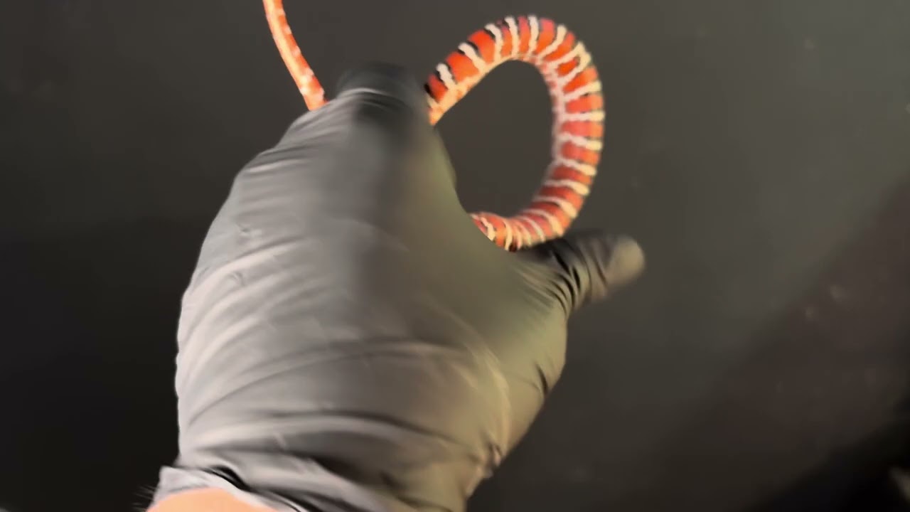 Female Knoblochi