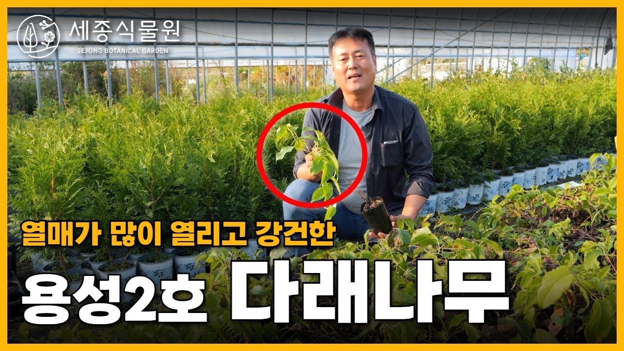 다래나무 인기의 이유? 추억의 다래나무 치유농업에서도 인기 생존력이 강한 용성2호 다래나무는 이렇게 키워보세요 / 세종식물원