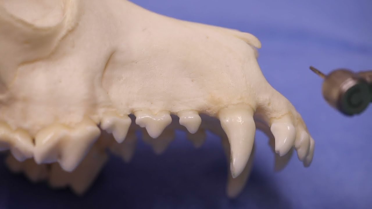 Veterinary Dentist SHARES His Technique #5 - Visualizing the Tooth Bone Interface