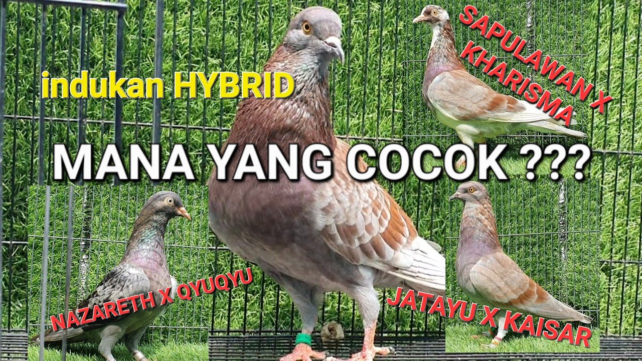 permaisuri u/ induk HYBRID ; inbreed Sarinande x linebreed SAPUANGIN ,adik KAISAR NIRA dan BIMANTARA