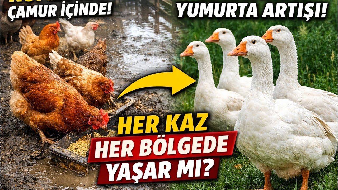 HER KAZ HER BÖLGEDE YAŞAR MI! DİKKAT EDİLMESİ GEREKENLER!KAZLARDA SON DURUM?