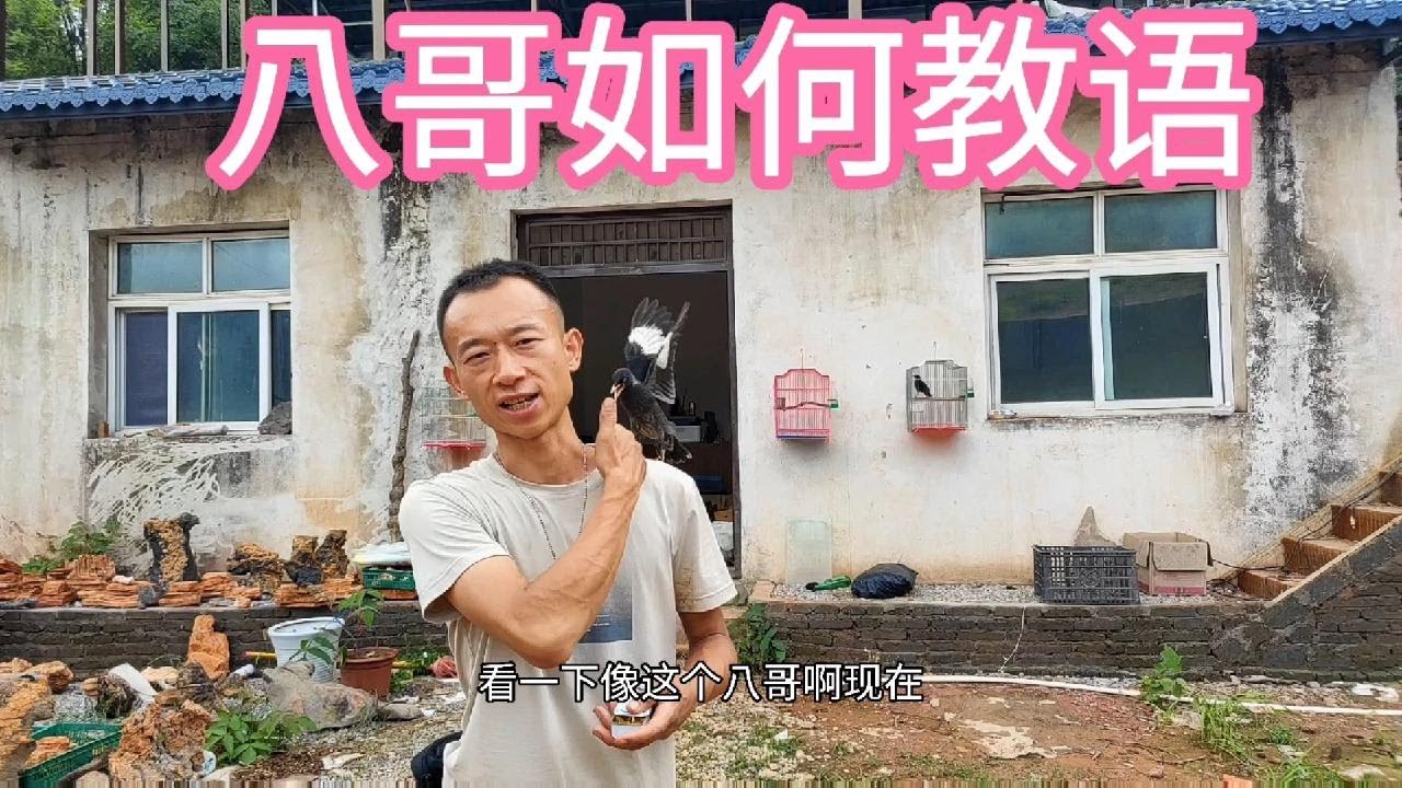 八哥怎么才能教会它说话，一定要掌握好时间，错过黄金期就毁一生【鸟哥强仔】