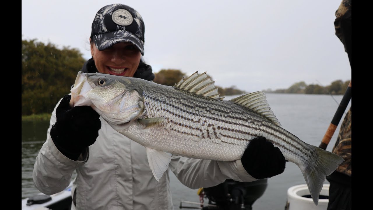 Drifting Live Bait For Ca. Delta Striped Bass w/ Right Hook Sportfishing