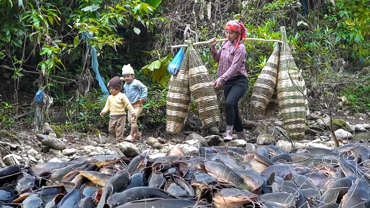 Catching 2200kg+ Giant Wild Catfish, Carp & Loaches by Hand using DIY Bamboo Trap for Market Sale
