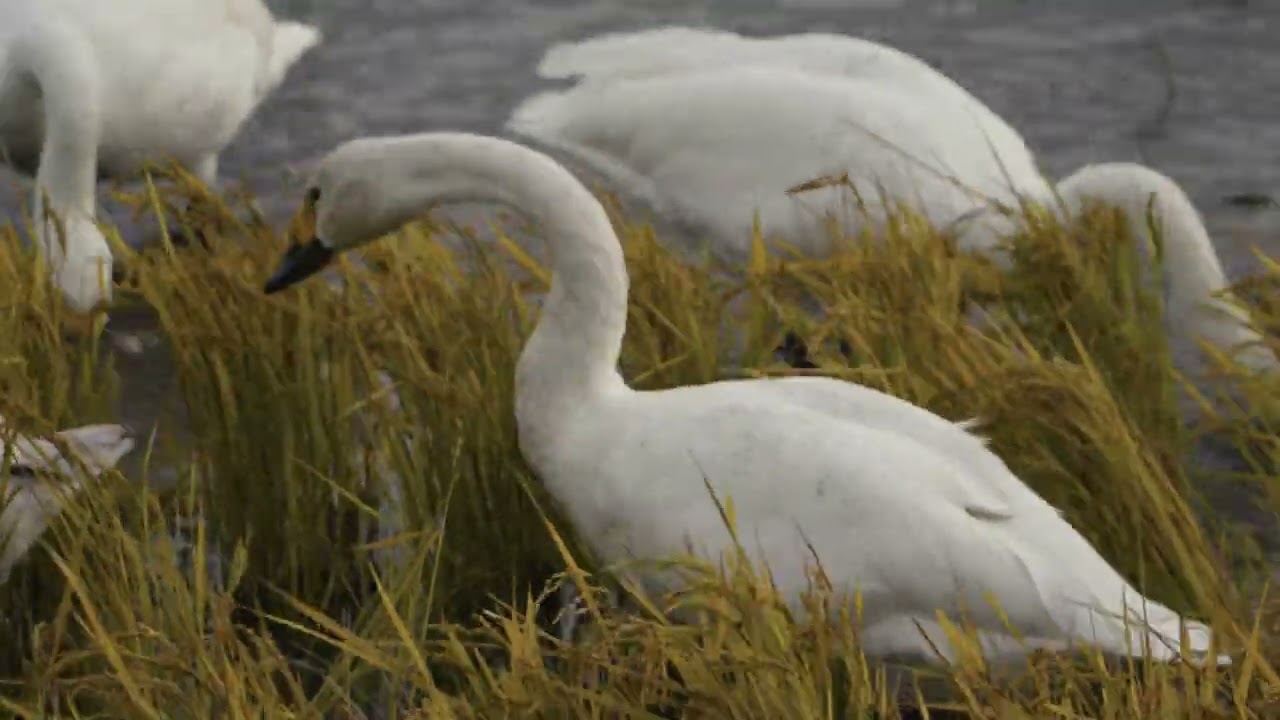 1,000 Tundra Swans in a Winter Rice Field：冬の田に1,000羽のコハクチョウ