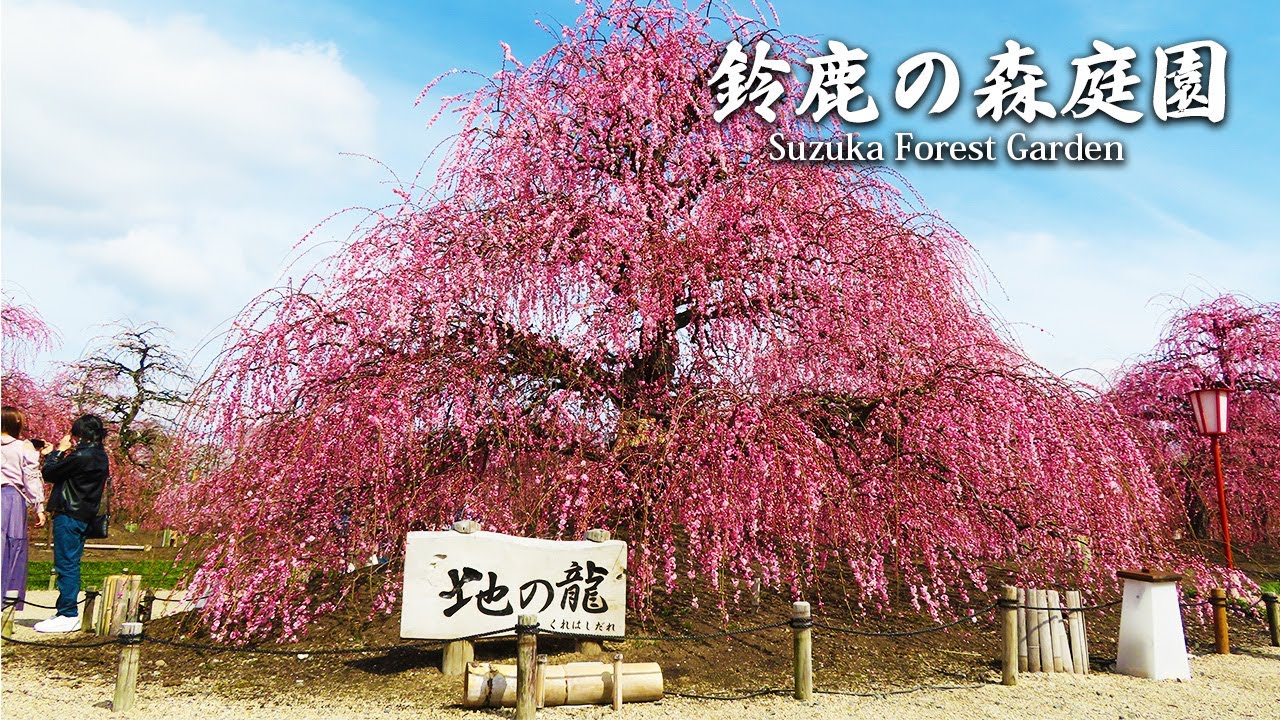 【Plum blossoms】 Weeping plum-trees in Suzuka Forest Garden～鈴鹿の森庭園のしだれ梅～#4k  #japan  #scenery
