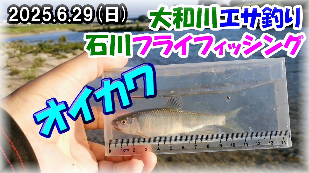 【大阪6月末のオイカワ釣り】ヤバい！大和川&石川で午前エサ釣り10匹・夕方フライフィッシング17匹！　エサはマルキュー九ちゃん・ロッド・リールはMAXCATCH・リバーピーク・チャビング