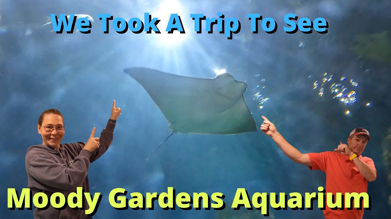 Exploring The Mystical Beauty Of Moody Gardens