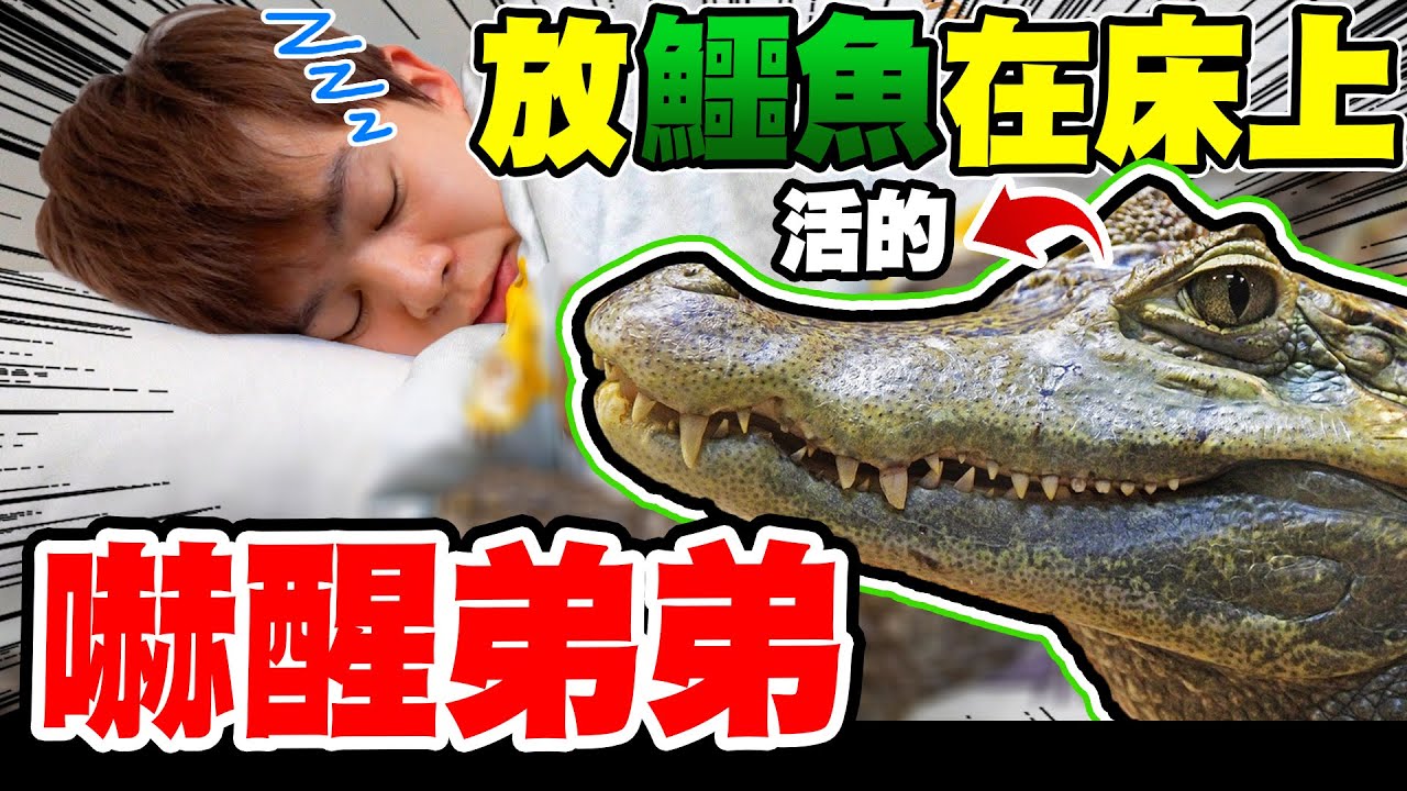 趁弟弟睡著，把活生生的鱷魚放在床上，尖叫聲嚇到全部人【黃氏兄弟】整人PRANK Ft. @crocosashimi