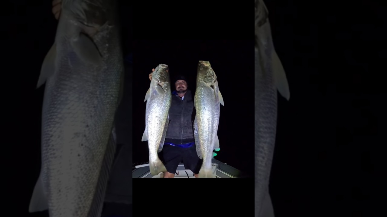 😱GHOL FISH 40KG #gholfish #ghol #fishing #fish #shorts #shortsfeed #short #youtubeshorts 🤯