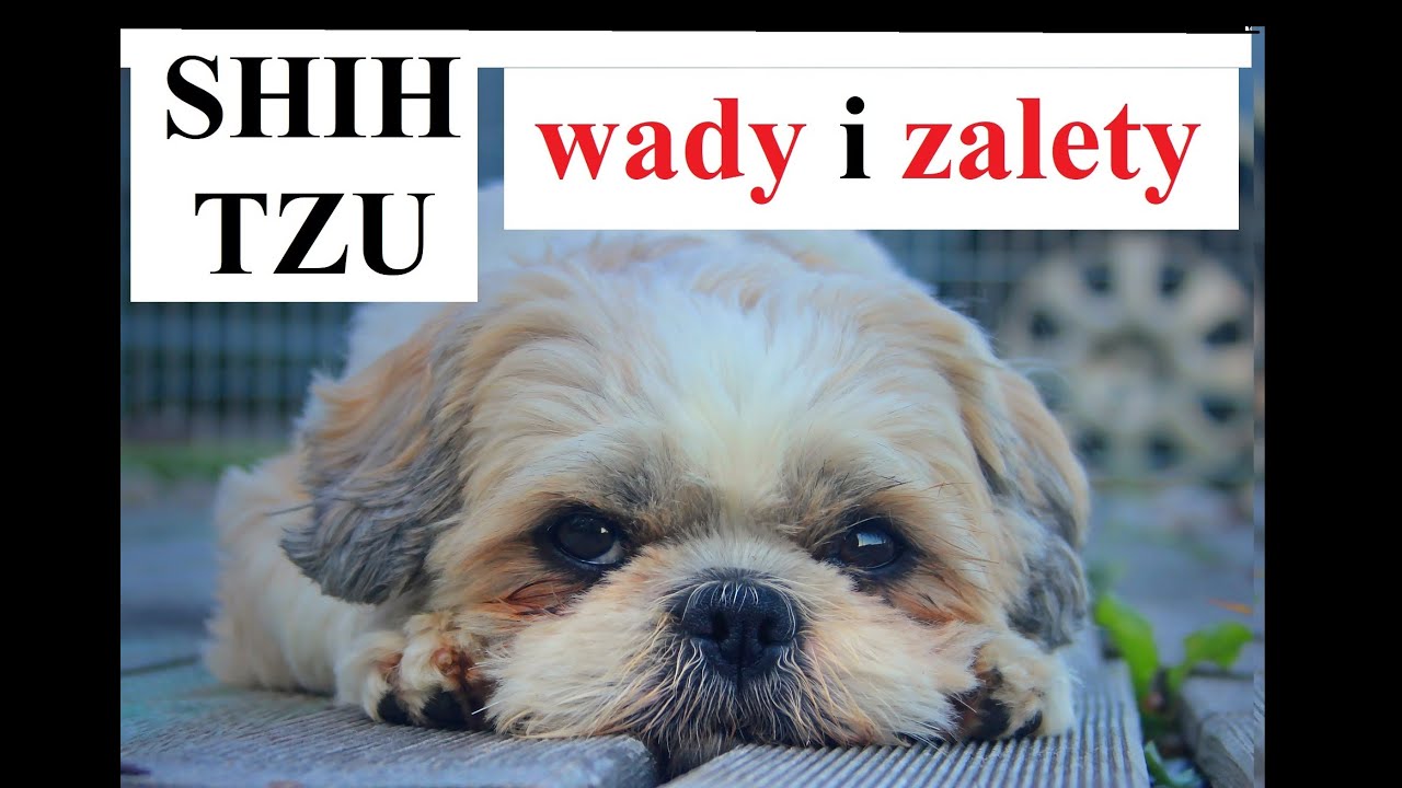 SHIH TZU - wady i zalety