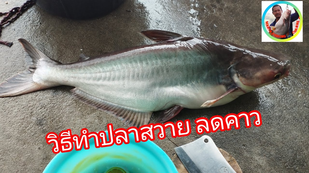 วิธีทำปลาสวาย ลดคาว #ตกปลาหมายธรรมชาติ #คนชอบตกปลา #ตกปลาหน้าดิน #คนชอบทำอาหาร