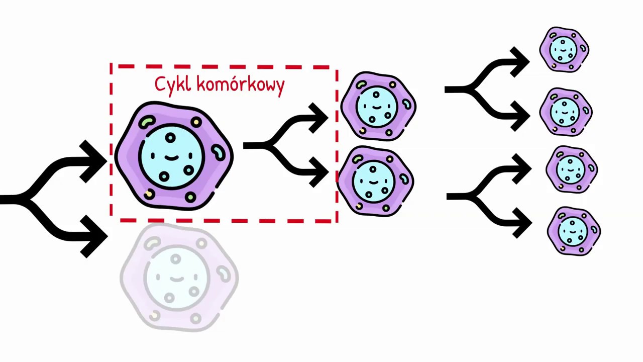 Cykl kom&oacute;rkowy   Interfaza i Faza Podziału