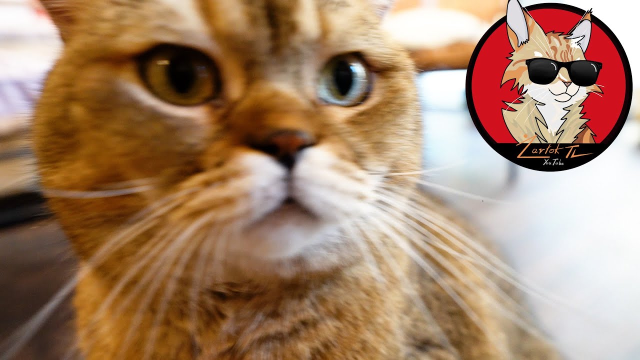 Kociarnia w Warszawie - Kocia Kawiarnia i Restauracja PURR PURR