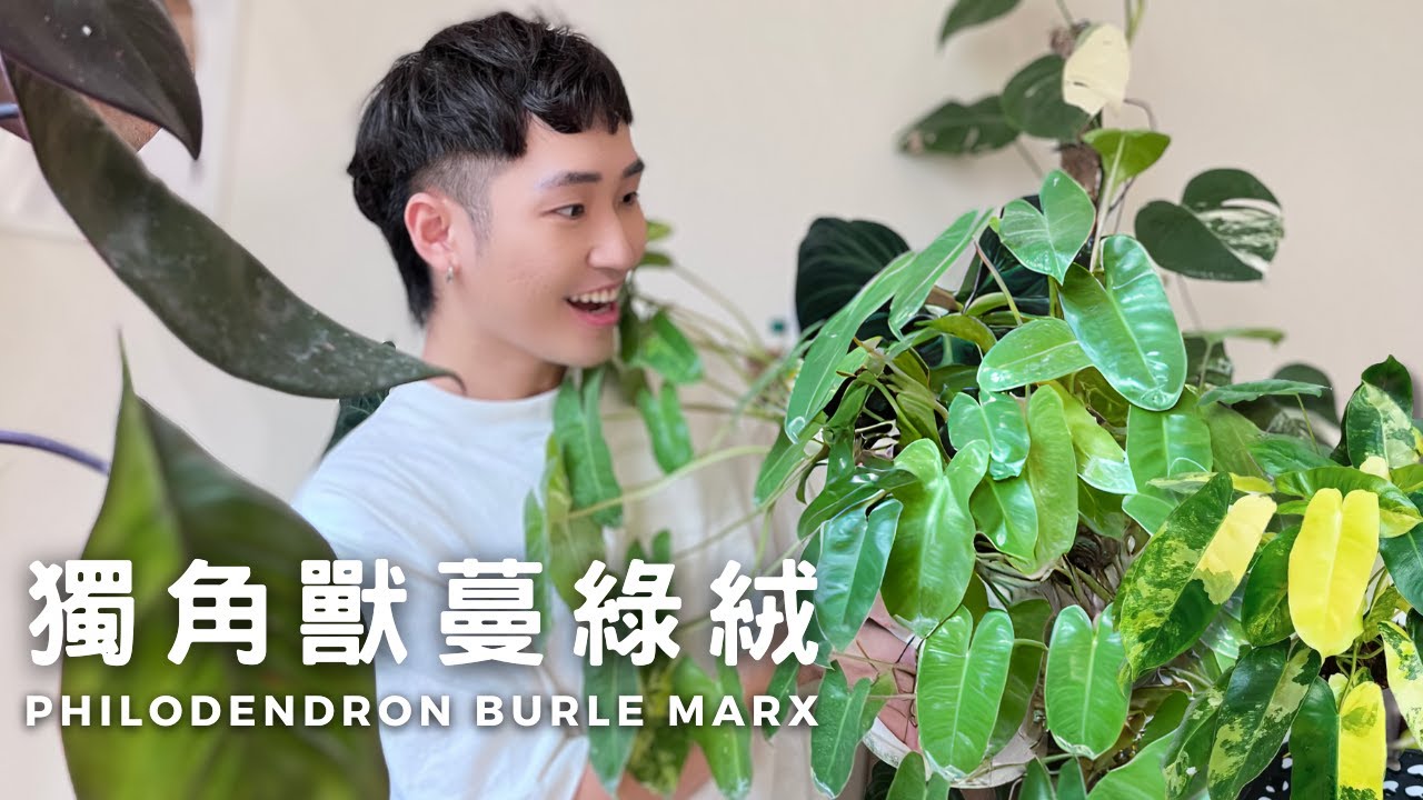 獨角獸蔓綠絨照顧方法大公開｜Philodendron burle marx & variegated｜網美室內植物｜植物101