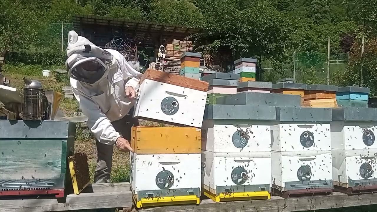 Favo naturale. Parte 4.Costruzione di altri favi e posa del melario.