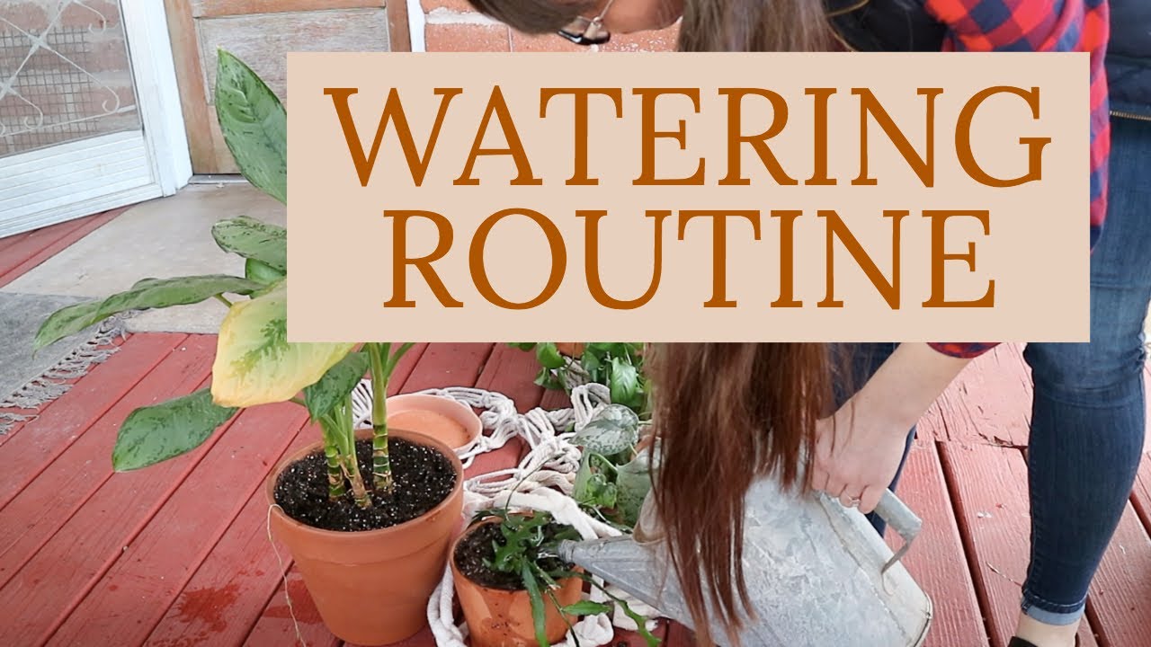 WATERING & PLANT CARE ROUTINE