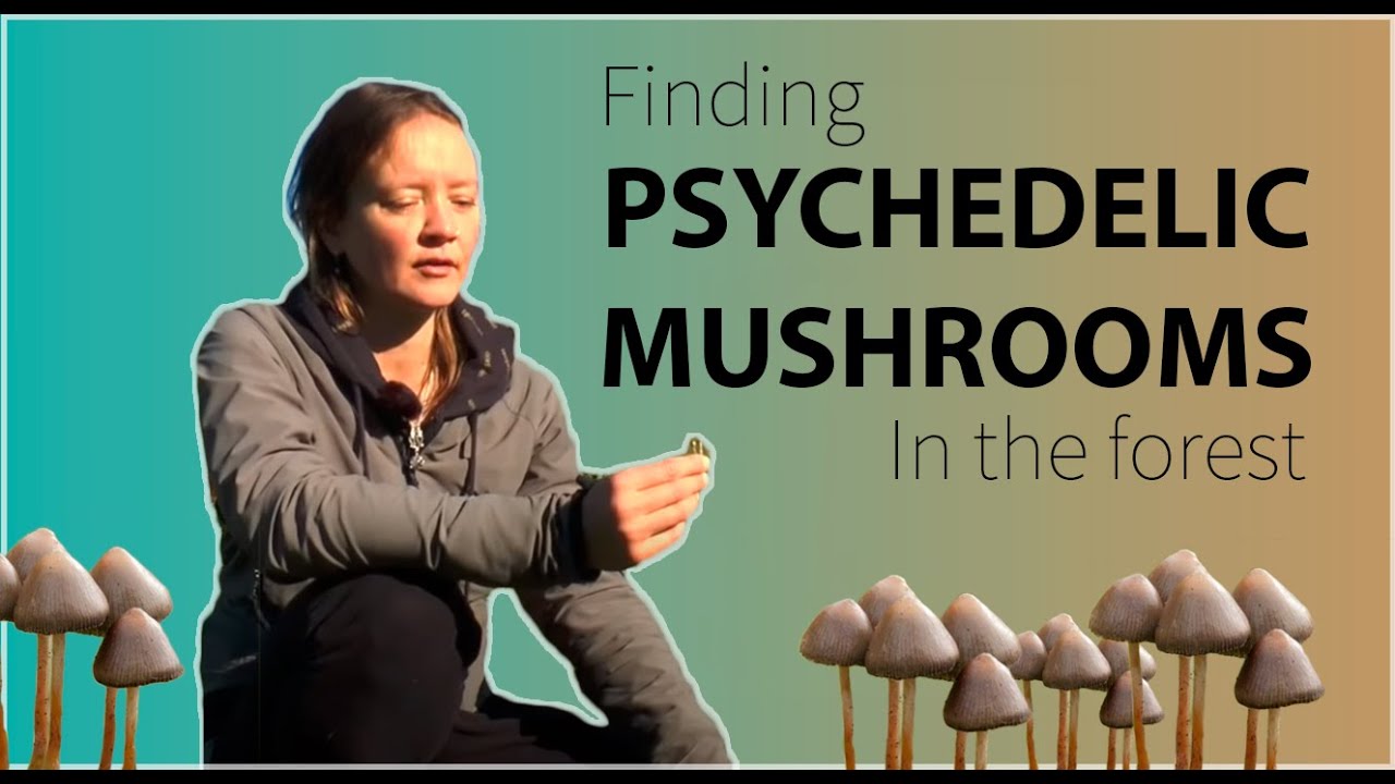 Finding Psychedelic Mushrooms