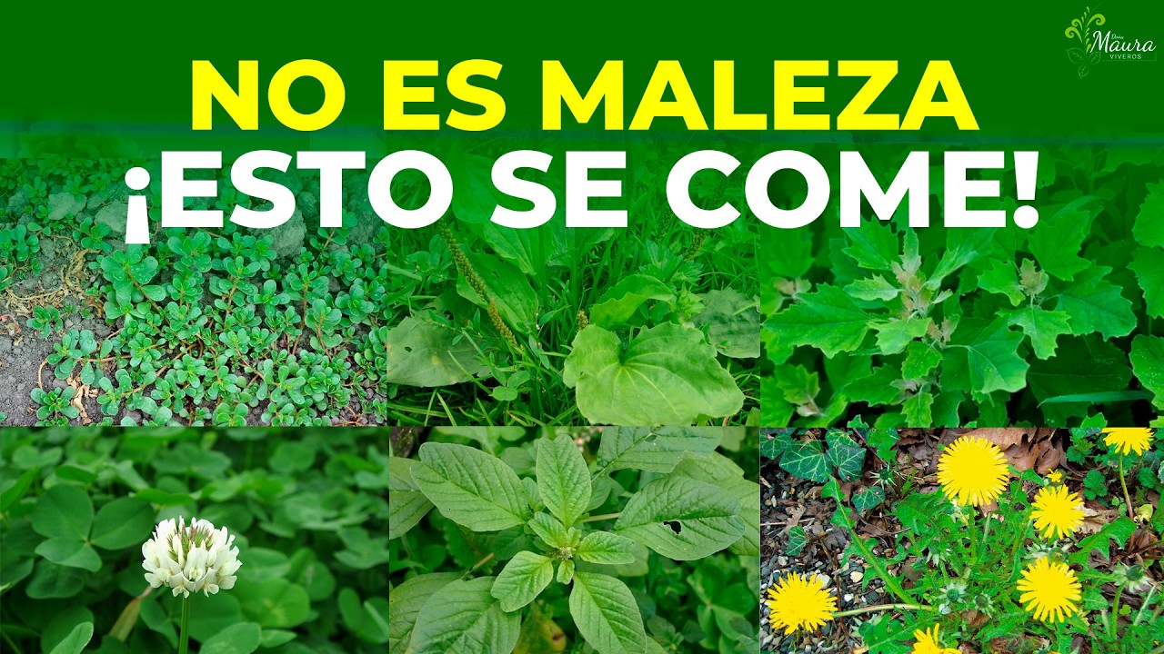 7 Verduras olvidadas que CRECEN como MALEZAS y casi nadie aprovecha | Alimento y medicina natural