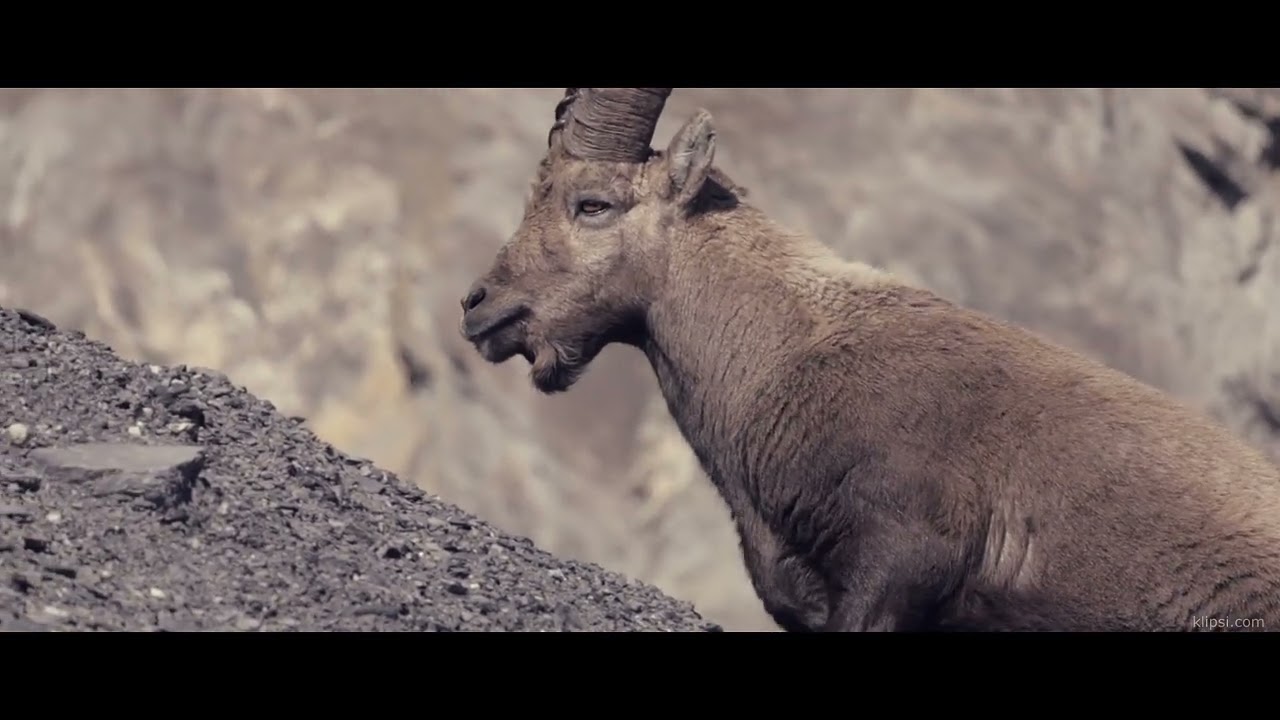 Majestic Alpine Ibex - Capra Ibex