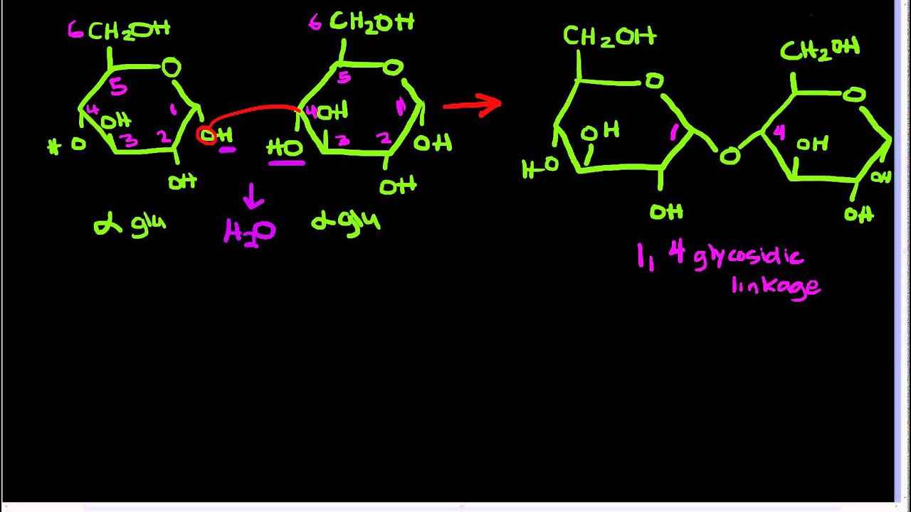 1,4glycosidic