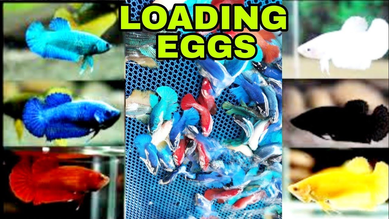 HOW TO LOAD EGGS IN FEMALE BETTA | BETTA FISH BREEDING | FIGHTER FISH BREEDING | GUPPY FISH BREEDING