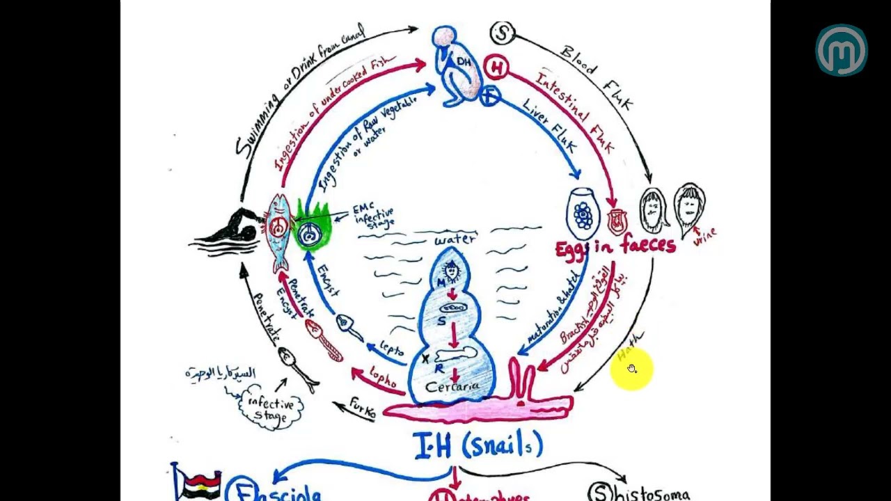 3. Trematoda p2