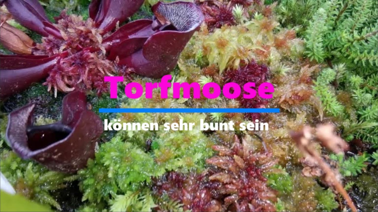 Bunte Vielfalt Torfmoos