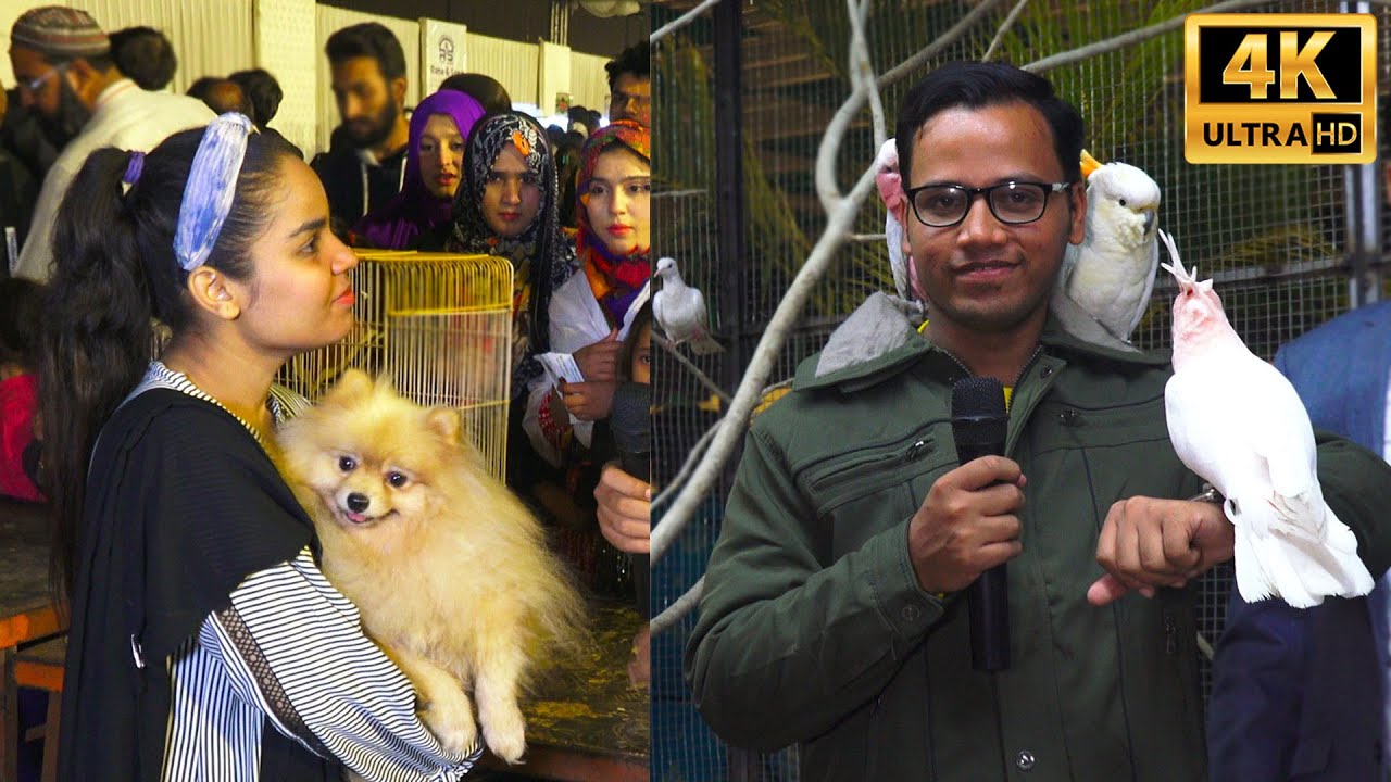 Exotic Birds Parrots Hen and Roosters and Animals at DALFA Cattle Show 2023 Expo Center Karachi