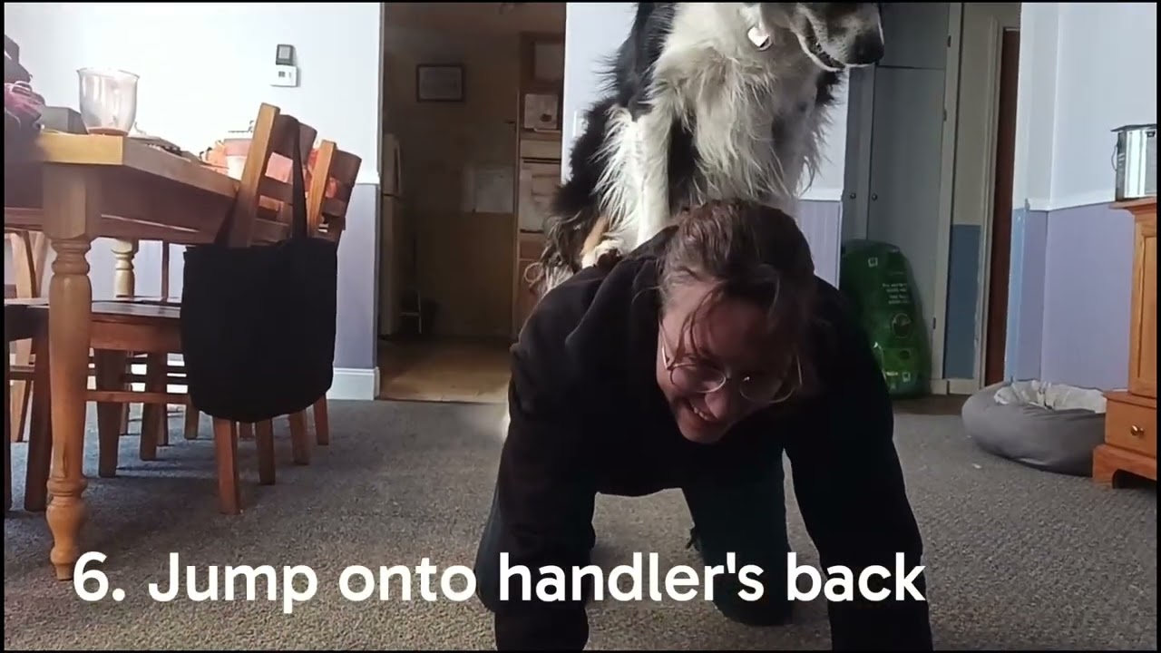 Dare AKC Trick Dog Advanced