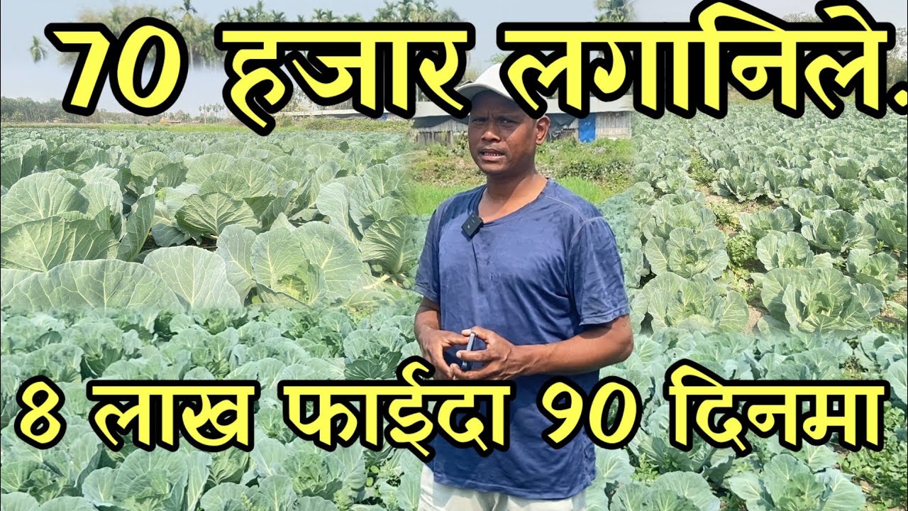 3 पुस्ता देखि व्यावसायिक कृषिमा  यसपालि 70 हजारले 8 लाख कमायो